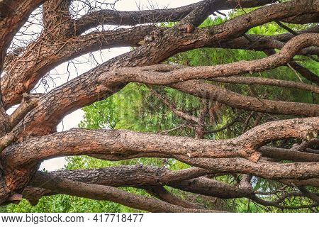 Intricately Curved, Tangled Pine Trunks And Branches Illuminated By The Sun. Pinus Pinea, Also Known