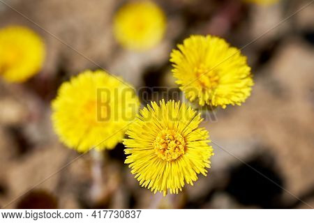 Spring Primroses-mother-and-stepmother. Beautiful Yellow Flowers On The Ground Background. Close-up,