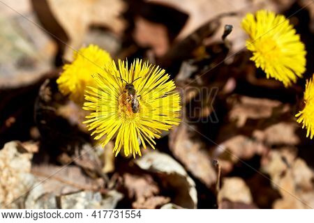 Spring Primroses-mother-and-stepmother. Beautiful Yellow Flowers On The Ground Background. Close-up,