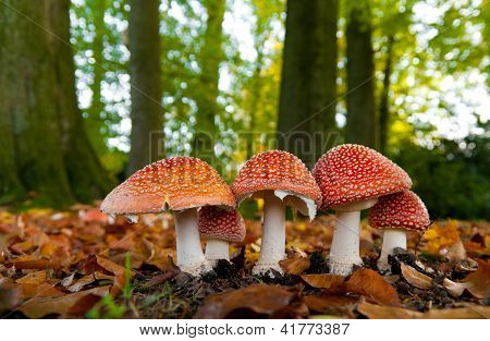 Funghi nel bosco