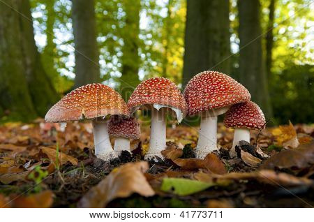 Funghi nel bosco