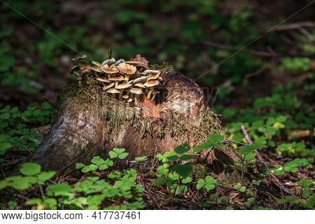 Cortinarius Cinnamomeus Mushroom Growing Inside The Old Tree Stump