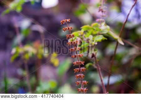 Tulsi , Holy Basil (ocimum Tenuiflorum) Flowers And Seeds In The Garden