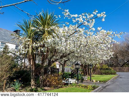 Cabbage Tree, Cordyline Australis, Growing Next To Cherry Tree In Donegal - Ireland