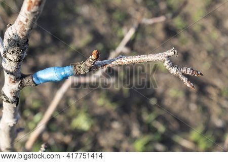 Last Year's Grafting Of A Pear Branch With Live Buds.