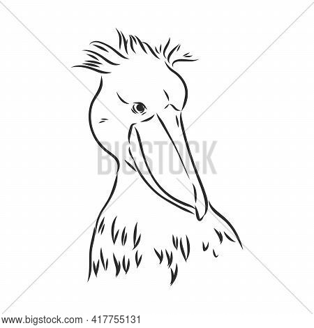 Hand Drawn Sketch Style Shoebill. Vector Illustration Isolated On White Background.