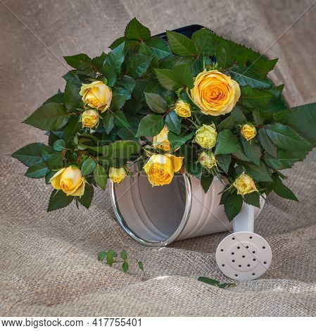 Fresh Vivid Bouquet Of Yelloow Roses On Decorative Watering Can On Background Of Sackcloth