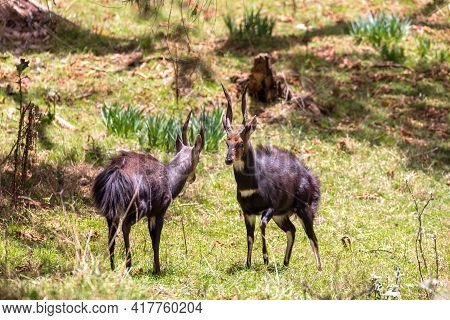 Two Endemic Animals Menelik Bushbuck Prepare For Fight In Natural Habitat, Tragelaphus Scriptus Mene