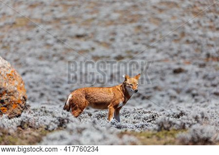 Very Rare Endemic Ethiopian Wolf, Canis Simensis, Sanetti Plateau In Bale Mountains, Wolf Hunting Bi