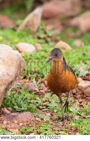 Bird Rouget's Rail (rougetius Rougetii), Bale Mountains National Park, Ethiopia, Africa Wildlife