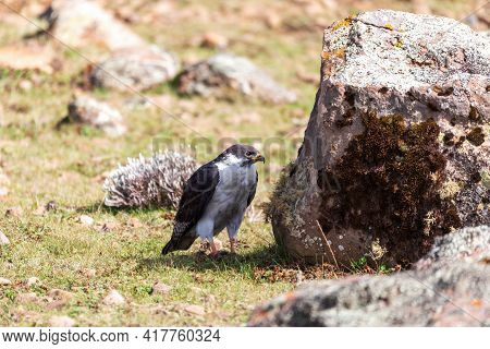 Augur Buzzard, Buteo Augur, Bale National Park, Ethiopia, Africa Wildlife