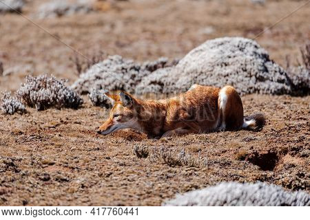 Very Rare Endemic Ethiopian Wolf, Canis Simensis, Sanetti Plateau In Bale Mountains, Wolf Hunting Bi