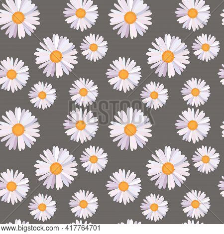 Seamlrss Pattern With Daisy Wheel. Vector Flat Illustration. Wildflowers.