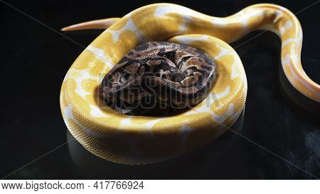 Photo Of Albino And Royal Phyton On Dark Glass