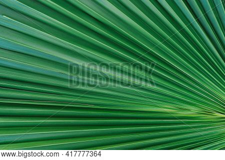 Nature Background Of Palm Leaves. Palm Tree Leaves Nature Background.