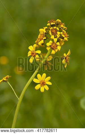 Daurian Goldenrod, Solidago Dahurica, Bright Yellow Inflorescence