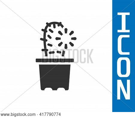 Grey Cactus Peyote In Pot Icon Isolated On White Background. Plant Growing In A Pot. Potted Plant Si