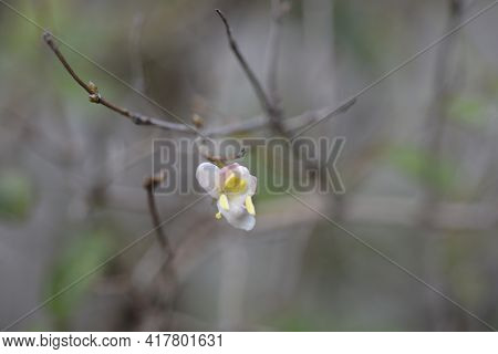 Winter Flowering Honeysuckle Flowers - Latin Name - Lonicera Fragrantissima