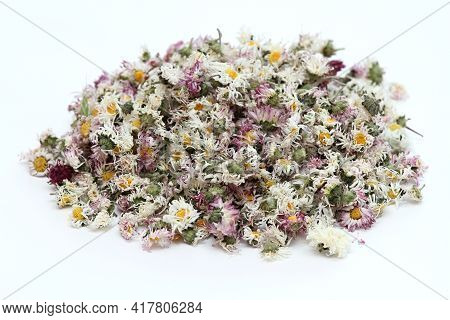 Dried Daisy Flowers,lat. Bellis Perennis, Also Bruisewort. Bellis Perennis Has Been Used In Herbal M