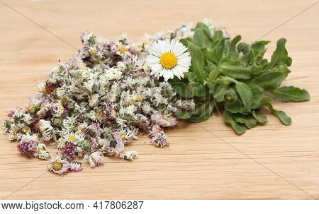 Dried Daisy Flowers And Fresh Plant, Lat. Bellis Perennis, Also Bruisewort. Bellis Perennis Has Been