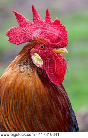 Golden Rooster Portrait, In  A Green Background, Sideview