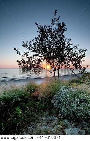 Gypsophila Flowers And Tree Silhouette In Background Of Sea View, Blue Sky And Beach