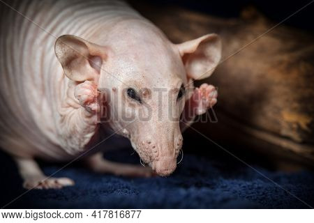 Scared Hairless Rat Shows Her Beautiful Nails