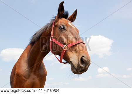 Wide Angle Horse Head And Long Neck Portrait From Close Up On A Blue Cloudy Sky Background.