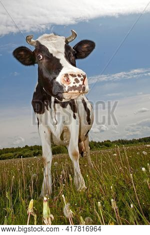 Funny,black And White Spotted Cow  With Squinty Eyes Staying In A Meadow