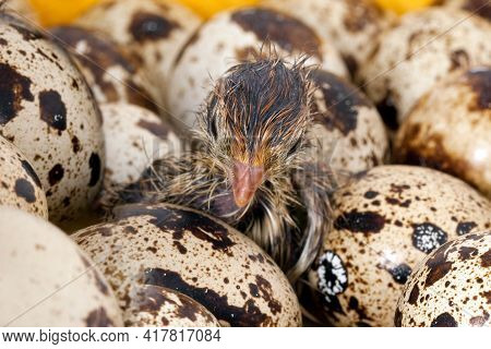 Newborn Common Quail Poult And The Mottled Eggs