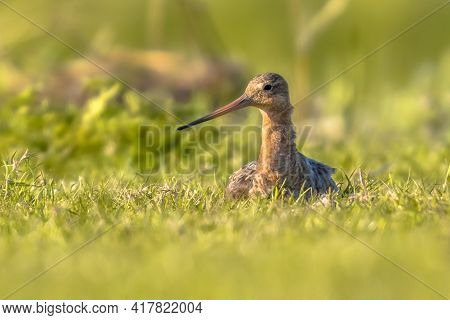 Black-tailed Godwit (limosa Limosa) Wader Bird Breeding On Nest In Wetland And Looking In The Camera