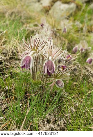 Dream Herb. Flowers Of The Windflower Or Pulsatilla Patens. First Spring April Blue Sleep Grass Flow