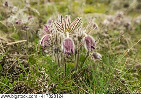 Dream Herb. Flowers Of The Windflower Or Pulsatilla Patens. First Spring April Blue Sleep Grass Flow