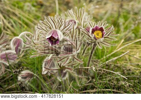 Dream Herb. Flowers Of The Windflower Or Pulsatilla Patens. First Spring April Blue Sleep Grass Flow