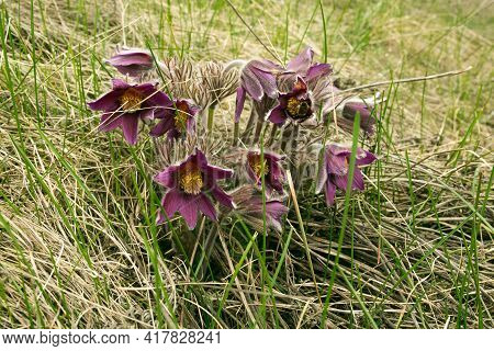 Dream Herb. Flowers Of The Windflower Or Pulsatilla Patens. First Spring April Blue Sleep Grass Flow
