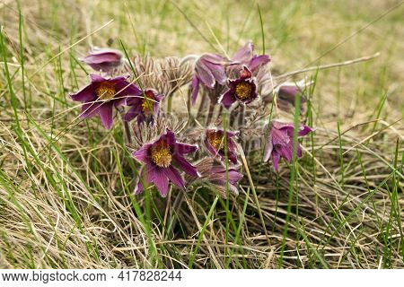 Dream Herb. Flowers Of The Windflower Or Pulsatilla Patens. First Spring April Blue Sleep Grass Flow