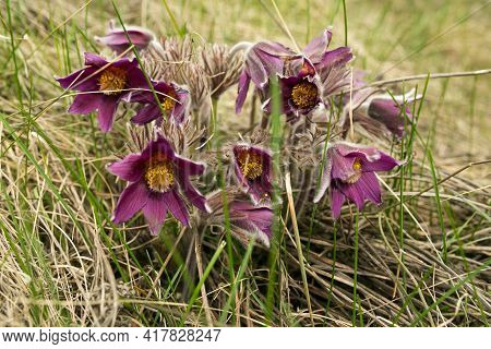 Dream Herb. Flowers Of The Windflower Or Pulsatilla Patens. First Spring April Blue Sleep Grass Flow