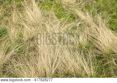 Natural Spring Background From Dry Yellow Grass. Field Grass After Winter. Spring Fire Hazard, Do No