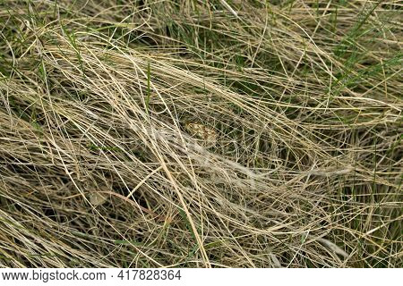 Natural Spring Background From Dry Yellow Grass. Field Grass After Winter. The First Spring Butterfl