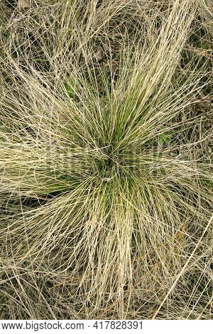 Natural Spring Background From Dry Yellow Grass. Field Grass After Winter. Spring Fire Hazard, Do No