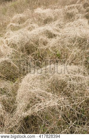 Natural Spring Background From Dry Yellow Grass. Field Grass After Winter. Spring Fire Hazard, Do No