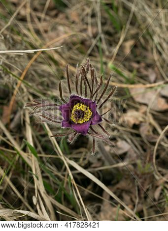 Dream Herb. Flowers Of The Windflower Or Pulsatilla Patens. First Spring April Blue Sleep Grass Flow