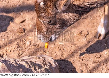 Baby European Mouflon Goat Eats A Carrot, Omestic Sheep In The Afternoon Close-up