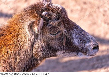 Baby European Mouflon Basking In The Sun, Domestic Sheep In The Afternoon Close-up