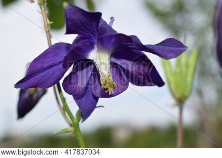 Aconitum, Or Common Names : Aconite, Monkshood, Wolf's-bane. Violet Flower.