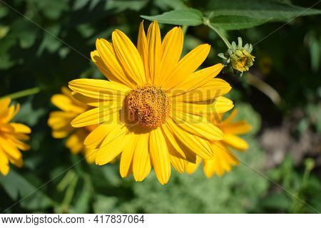 Yellow Flowers. Blooming Flowers In The Garden. Heliopsis. Sunflower Family. Yellow Daisy Flowers. C