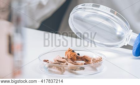 Scientist Examining Microdosing Magic Mushrooms With A Loupe In A Petri Dish At Laboratory.
