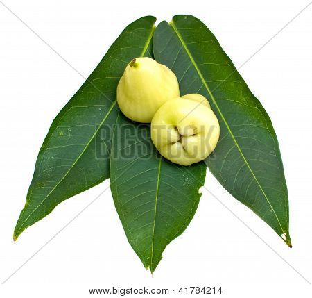 กุหลาบแอปเปิ้ลหรือชมพู่สีเขียวบนพื้นหลังสีขาว