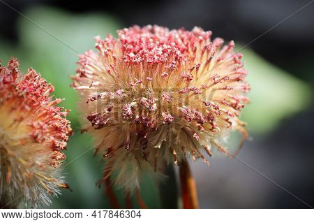 Closeup Of The Seed Tuffs On Gerbera After Blooming.