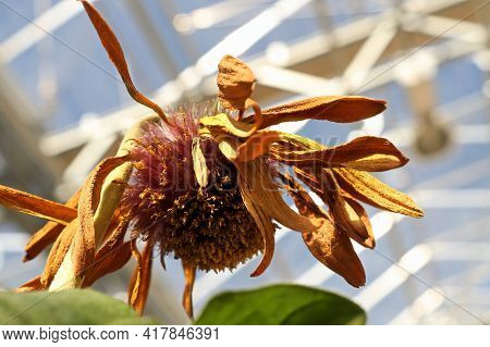 Closeup Of The Seed Tuffs On Gerbera After Blooming.